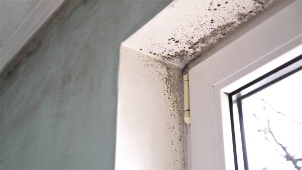Best Mold Inspection  in Delmont, PA