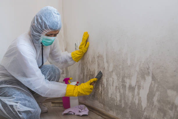 Best Home Mold Removal  in Delmont, PA