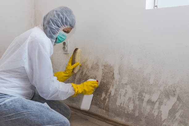 Best Residential Mold Removal  in Delmont, PA