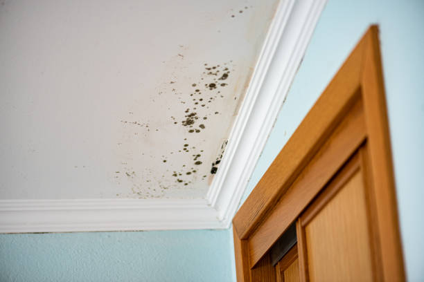 Certified Mold Removal in Delmont, PA