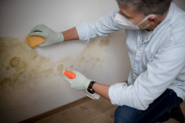 Best Certified Mold Removal  in Delmont, PA