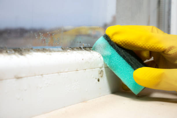Best Mold Remediation  in Delmont, PA