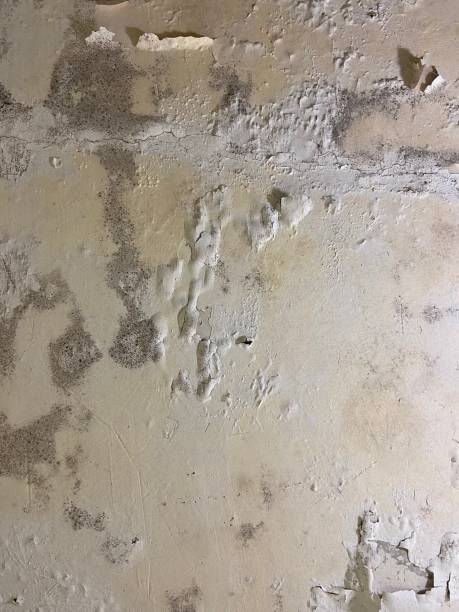 Crawl Space Mold Removal in Delmont, PA