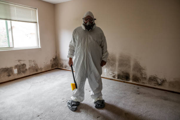 Best Fast Mold Removal  in Delmont, PA